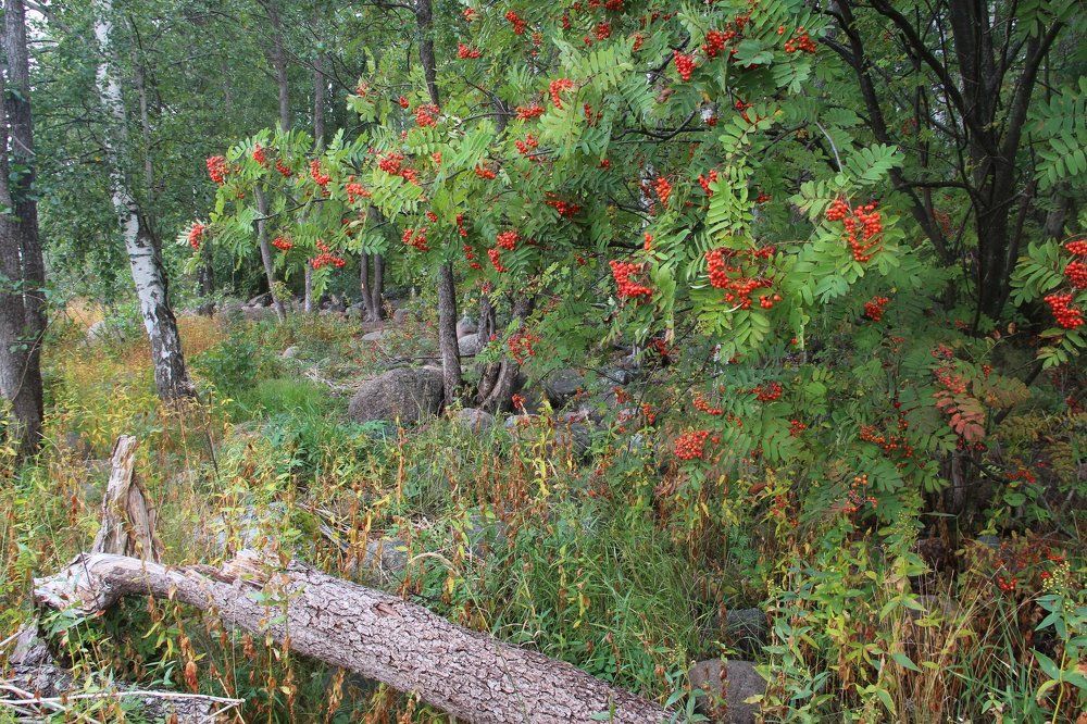 ах, эта красная рябина