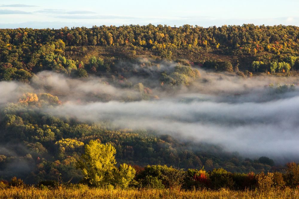 Туман окутывает лес