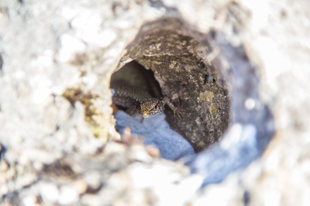 Ящерица в дырке с влажной салфеткой