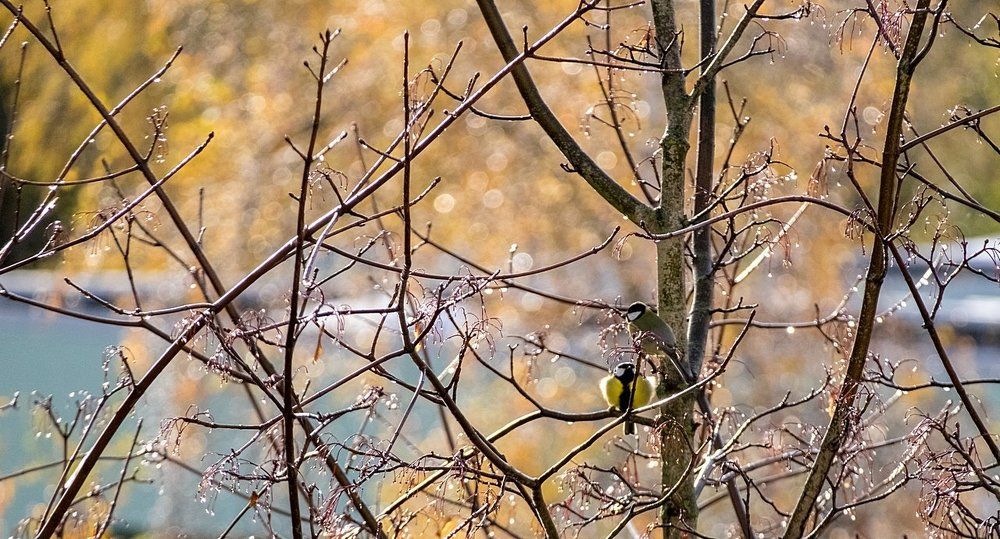 Хрустальная осень