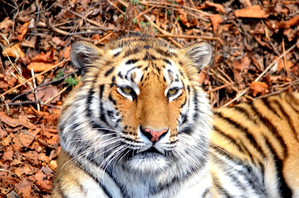 Уссурийский тигр