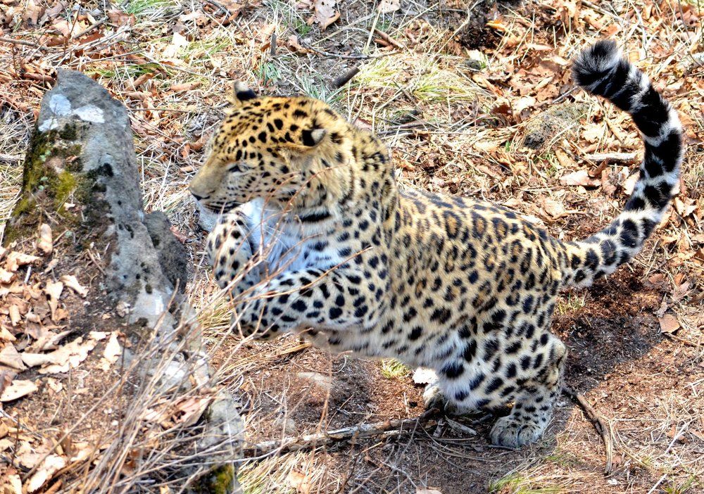 Дальневосточный леопард