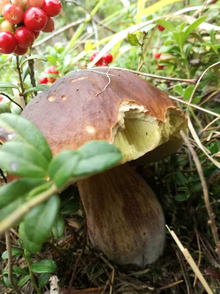 Финский грибок