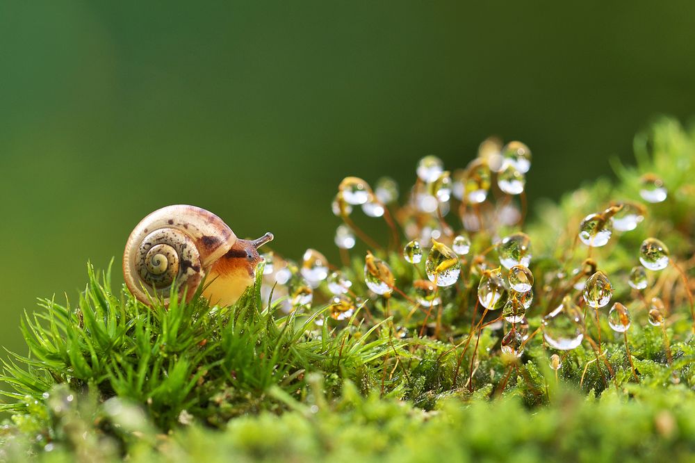 Маленькие джунгли