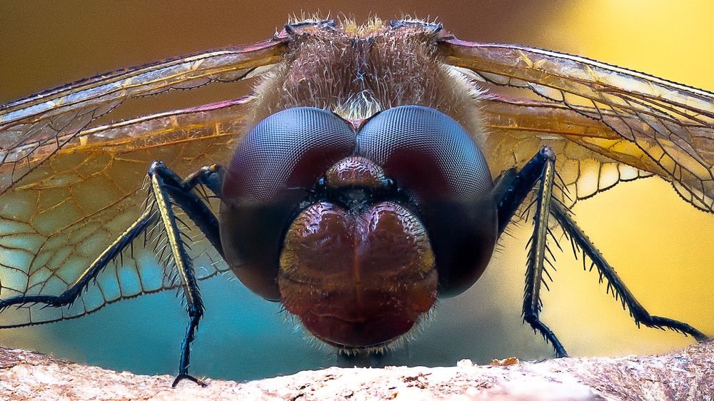 Смотри в мои глаза!