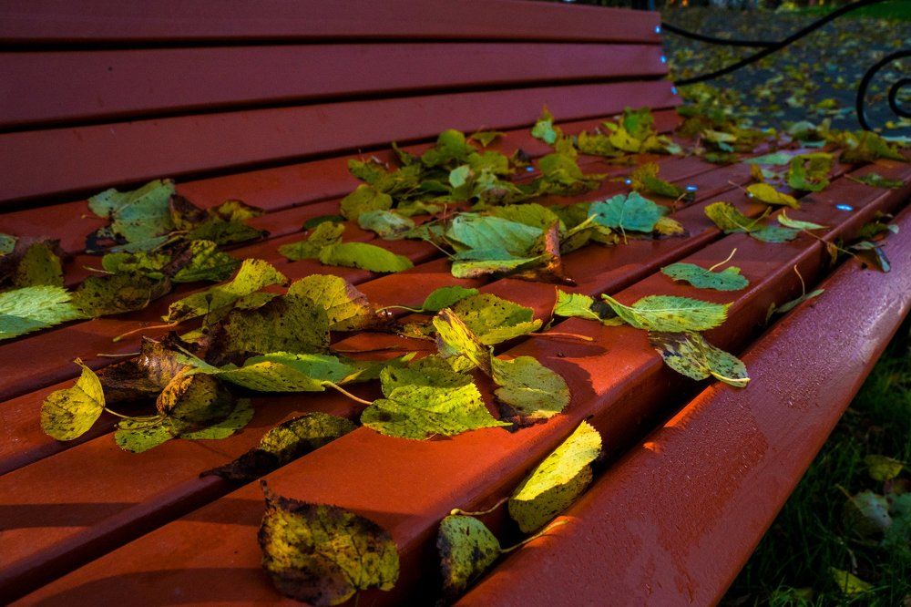 Листья осени