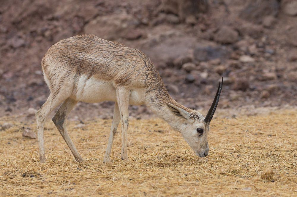 Газель. Сир Бани Яс. Абу Даби.