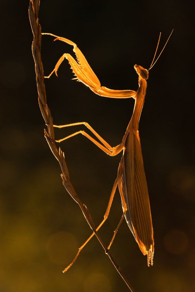 Женская Изящность