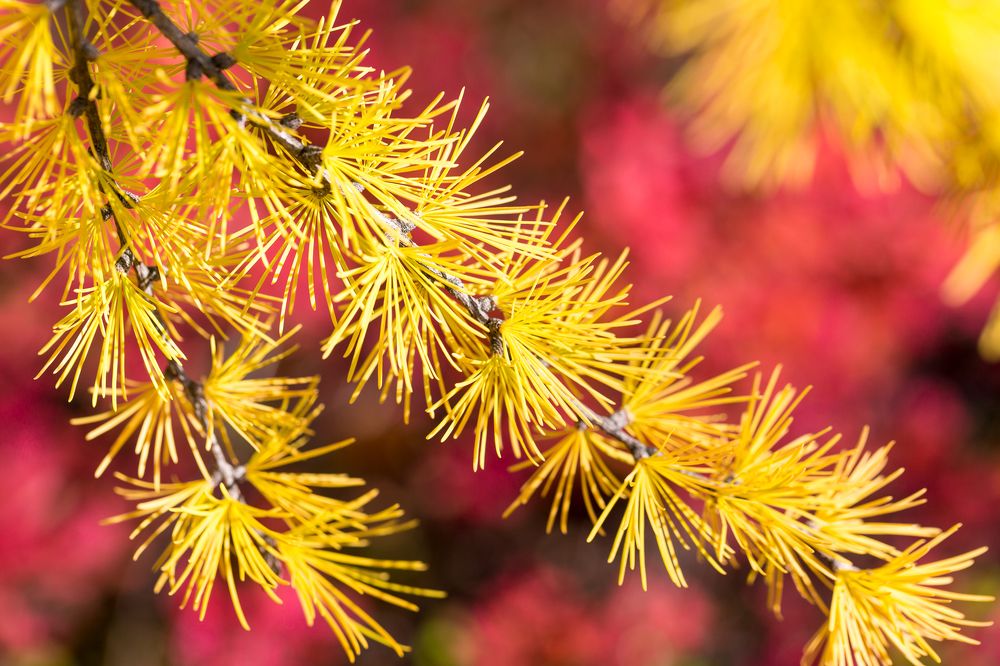 Цвета Севера