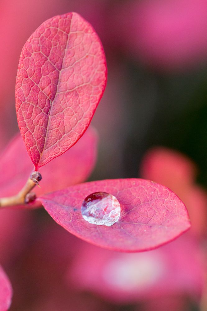 Цвета Севера2