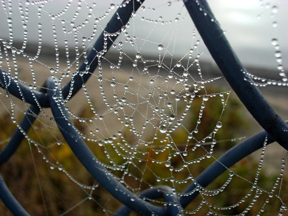 Сети, сетки и туман.