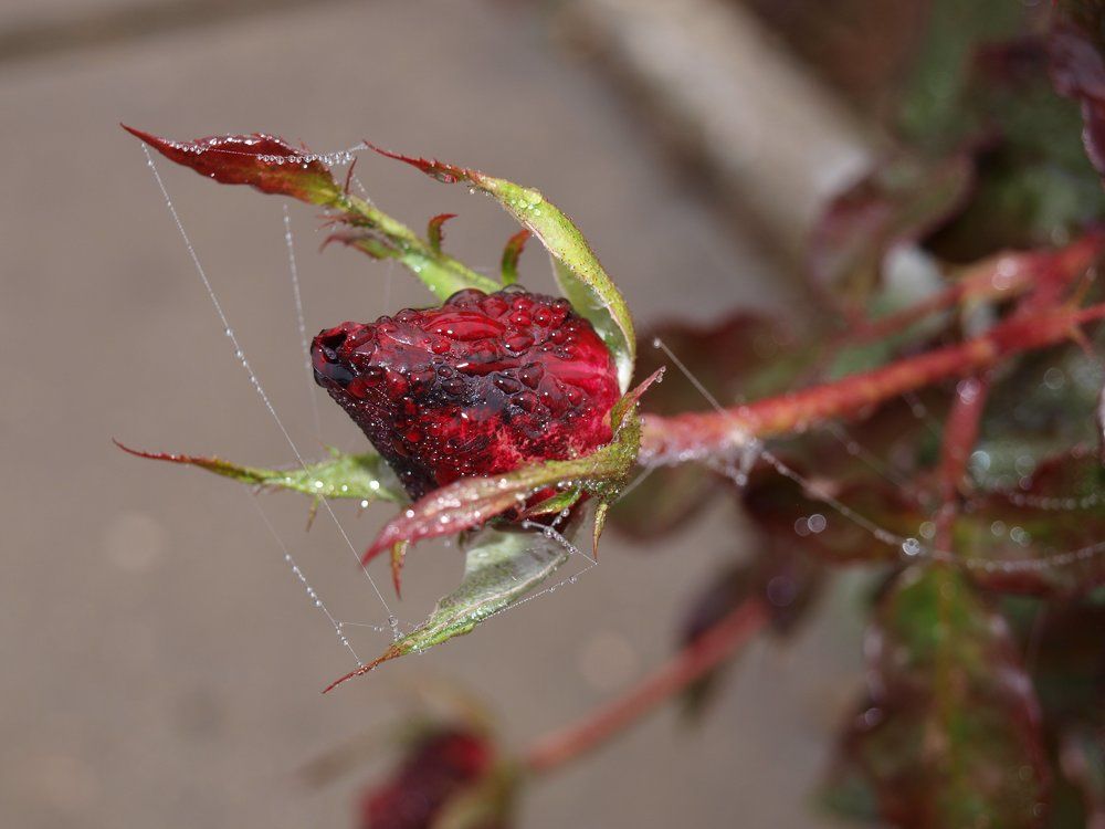 Ноябрьский бутон...
