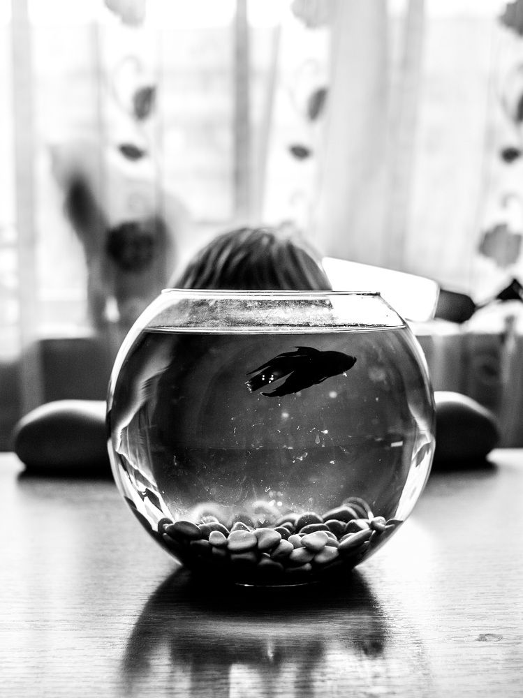 Photograph by Янчи Маша