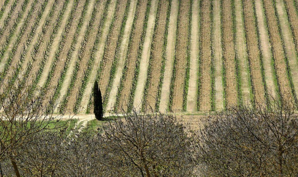 Виноградники весной в Тоскане