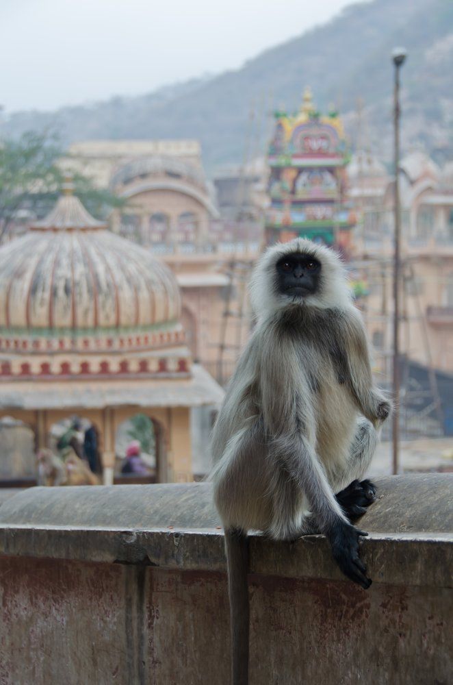 Monkey Temple