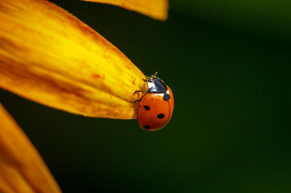 На кончике луча
