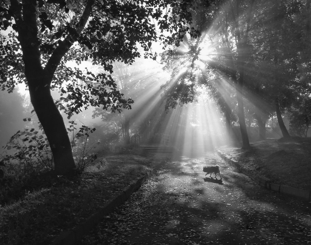 В утреннем свете