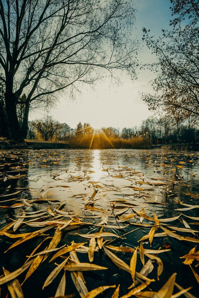 банановая осень