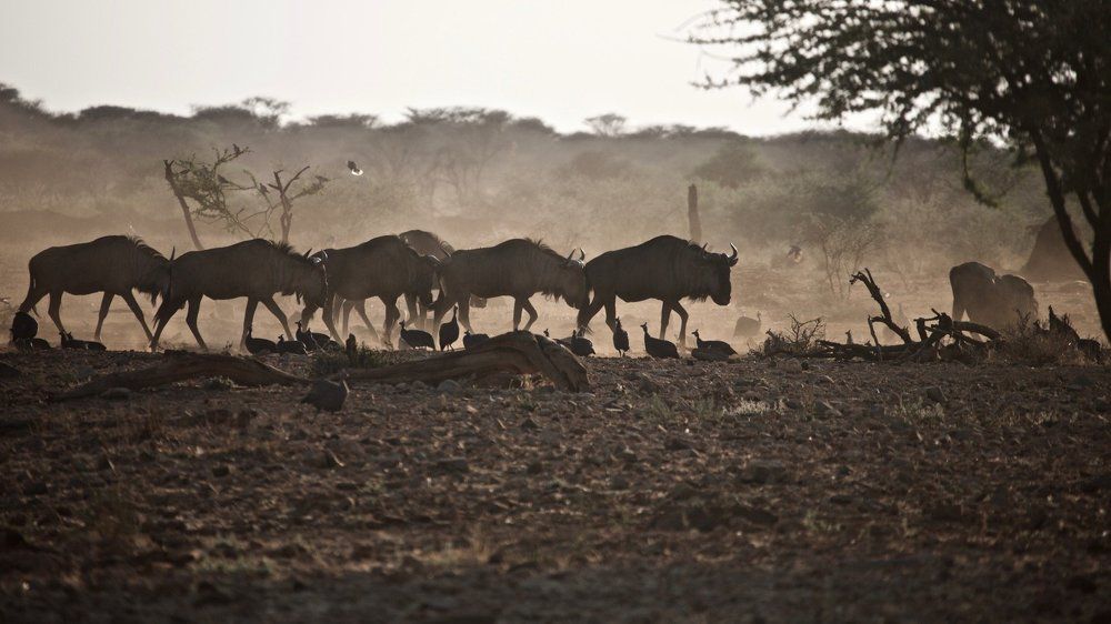 африканское утро