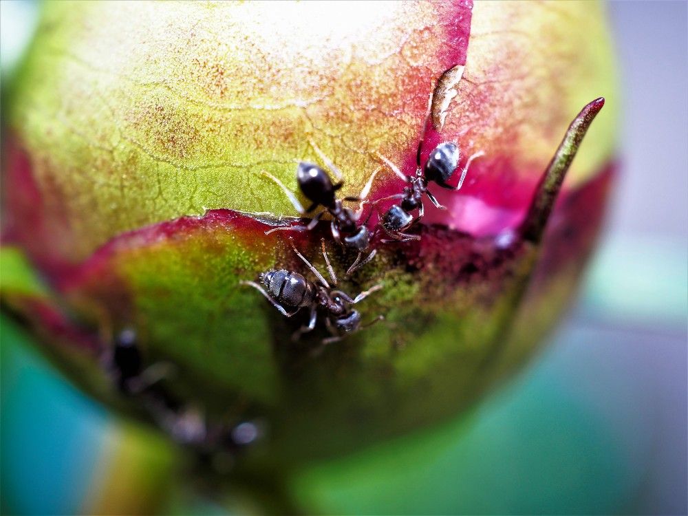 Из жизни муравьёв...