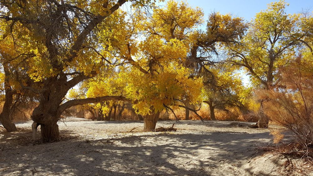 Осень в Монголии