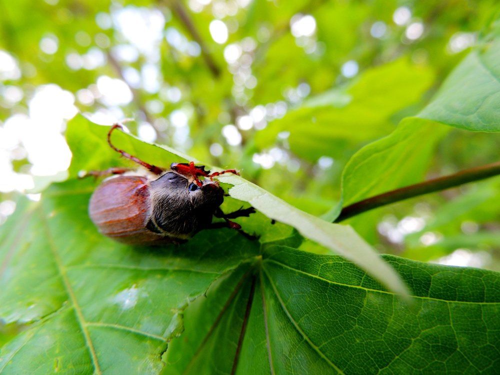 Кто там спрятался ?