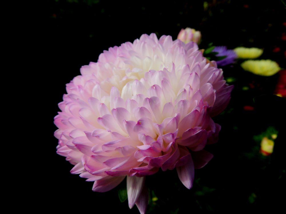 Один ,но прекрасен