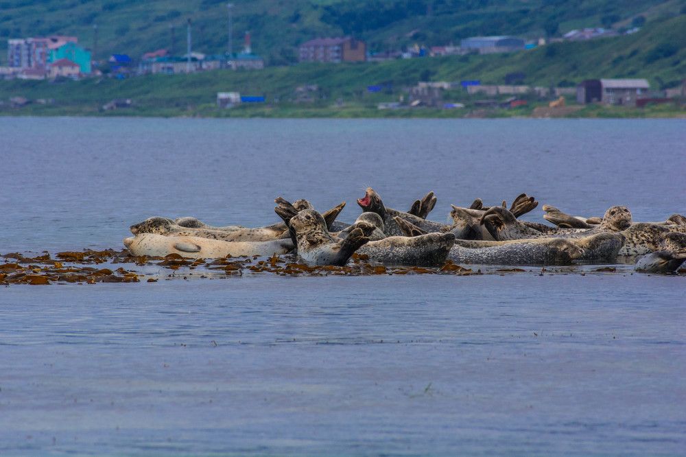 Лежбище тюленей