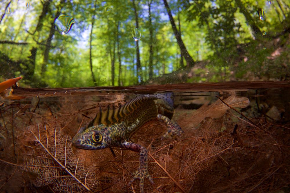 Маленький дракон