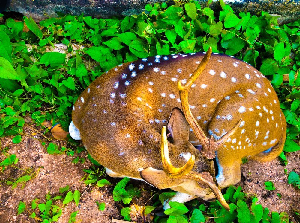 sleeping dear