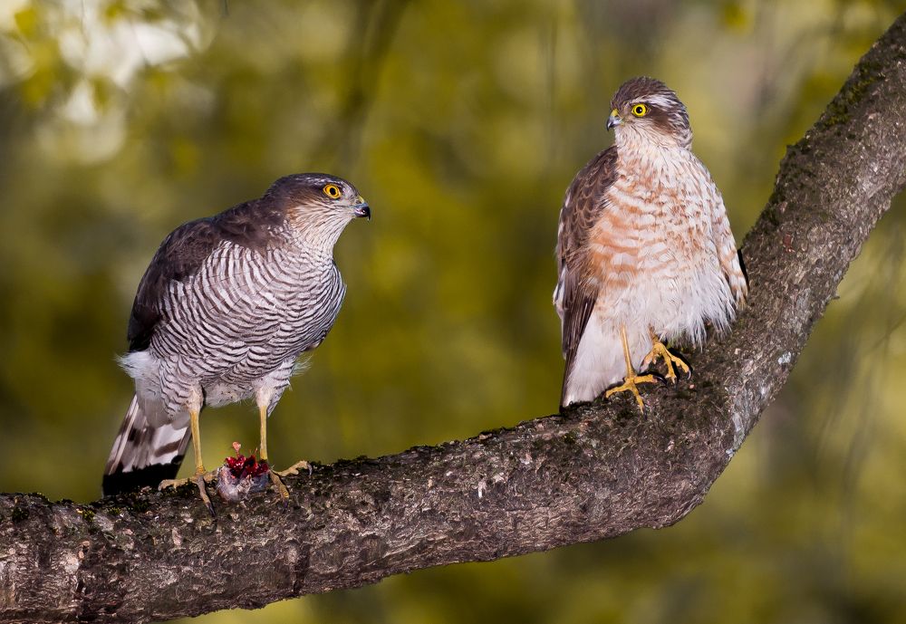 Семья за обедом
