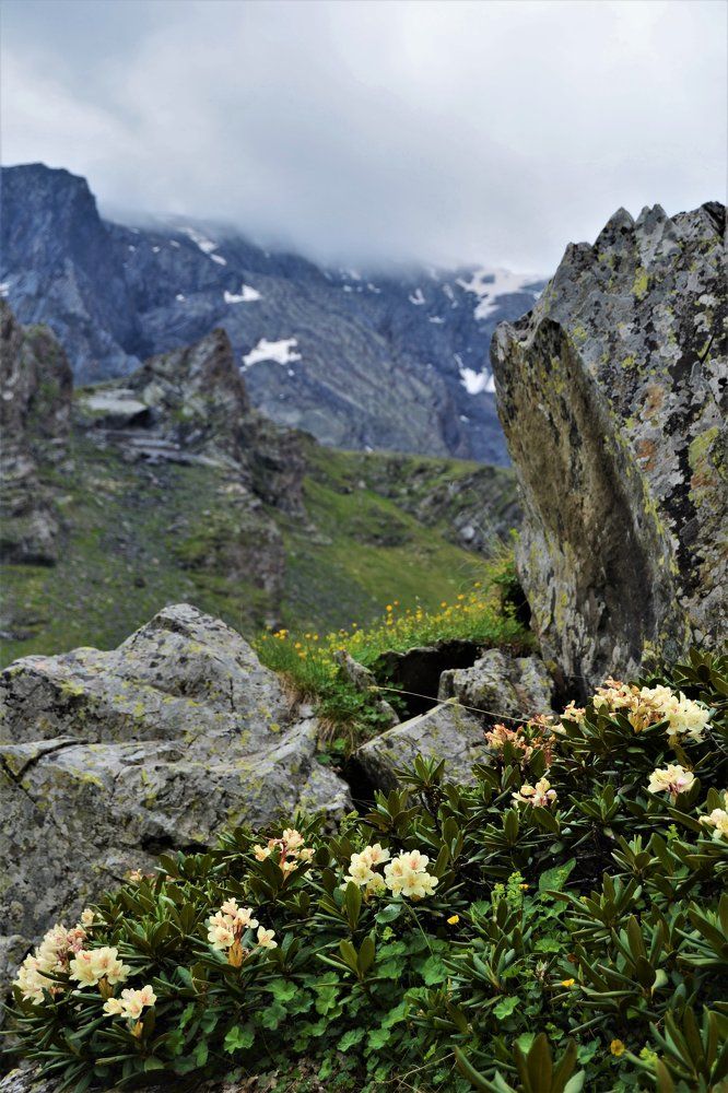 Рододендроны в Зругском ущелье