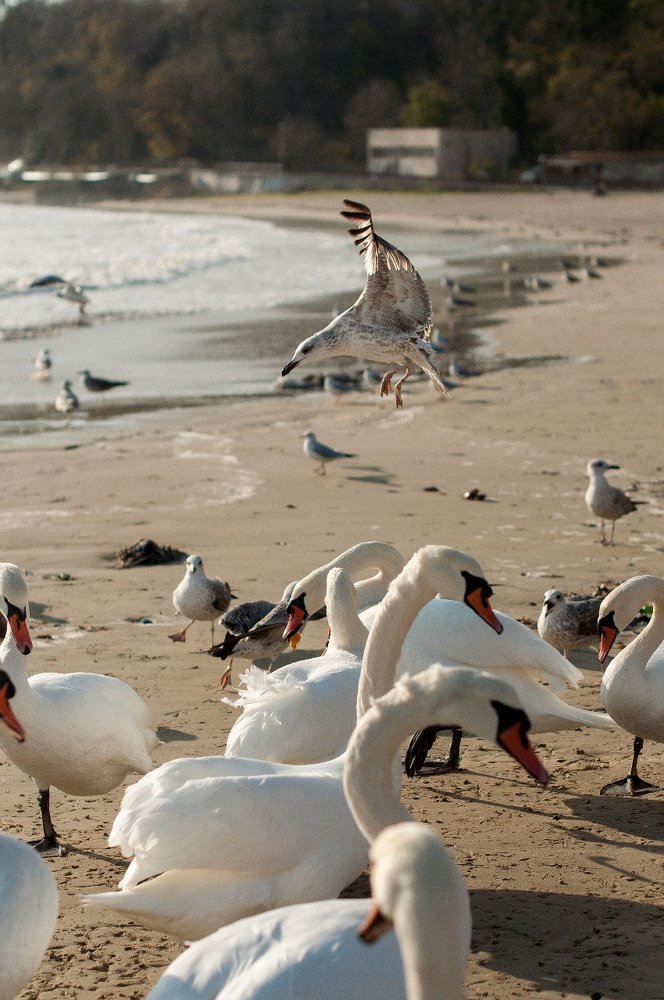 Чёрное море,птицы