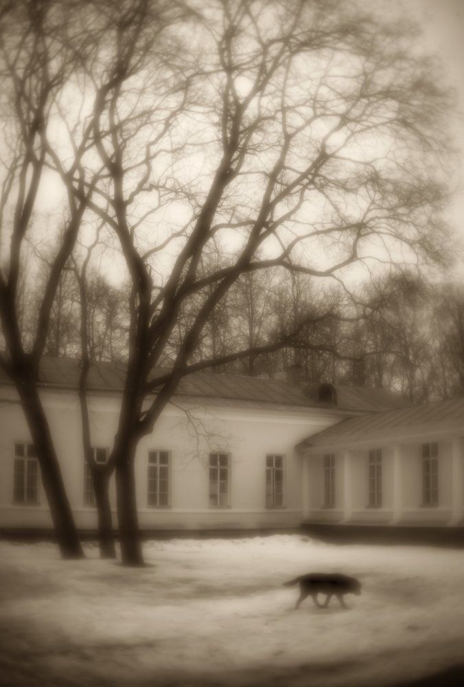 Собачье сердце