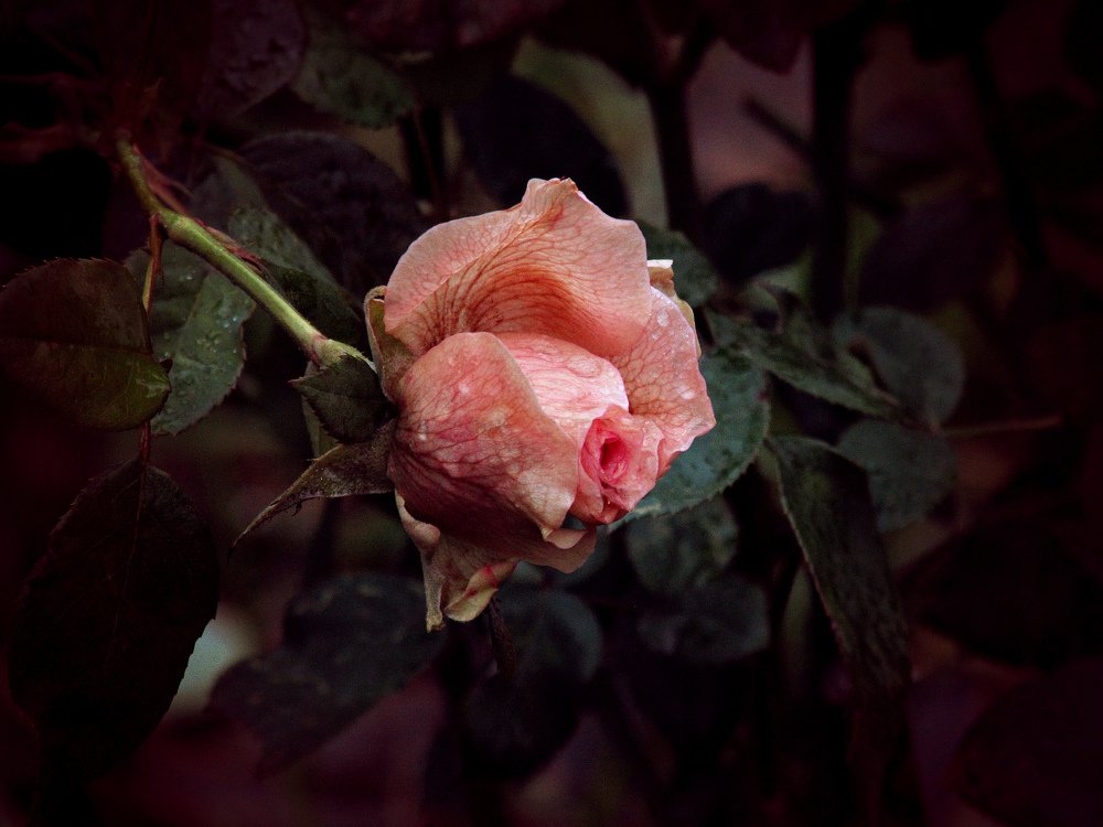 Чайная роза.