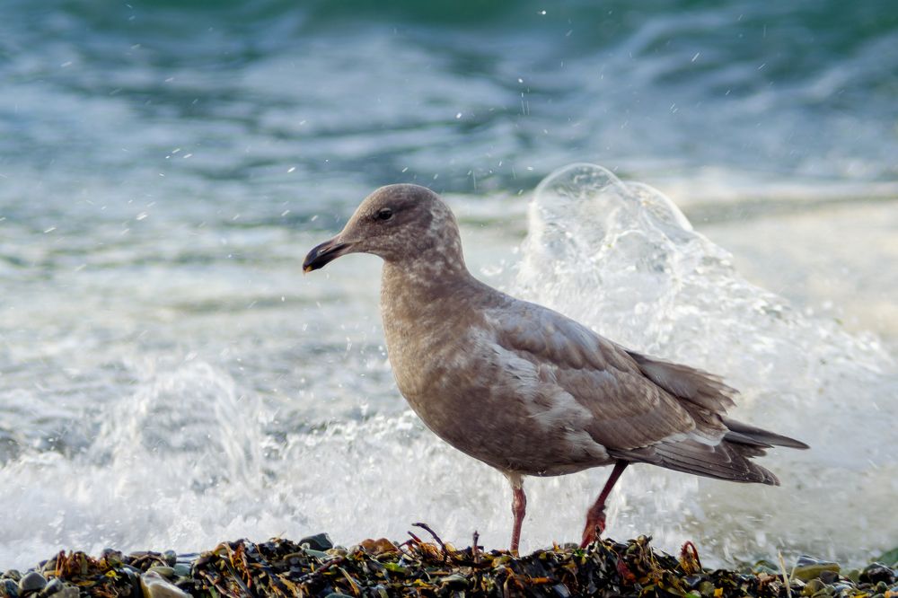 Хозяйка прибоя