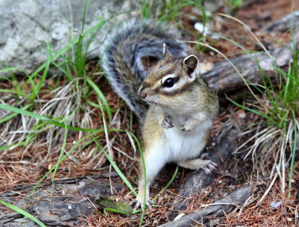 Бурундук в заповеднике "Столбы"
