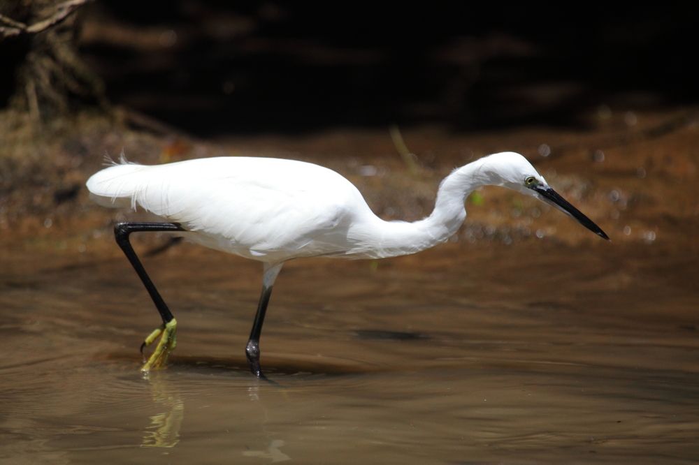 Белая цапля