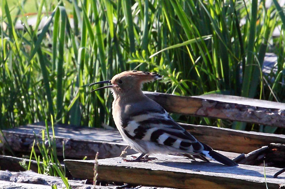 Сибирский удод