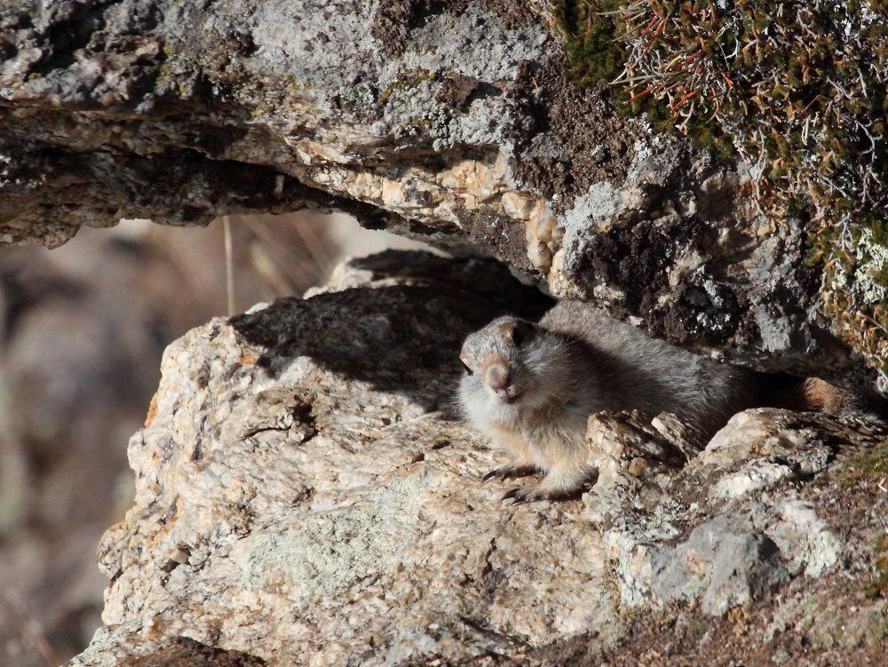 Любопытный суслик