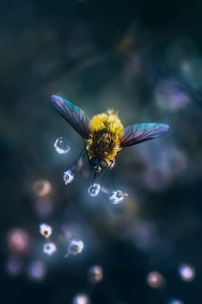 Лунная мушка