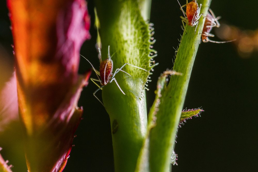 Макро мир розового куста