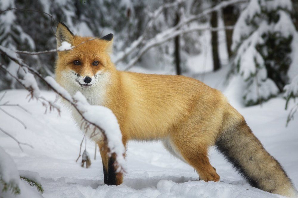 Таганайский лис