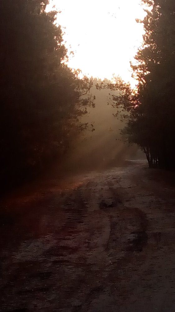 Утро в лесу