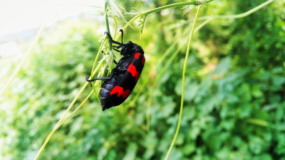 Insect photoshots