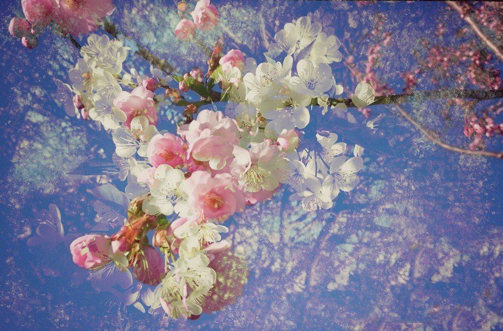 Цветущий май