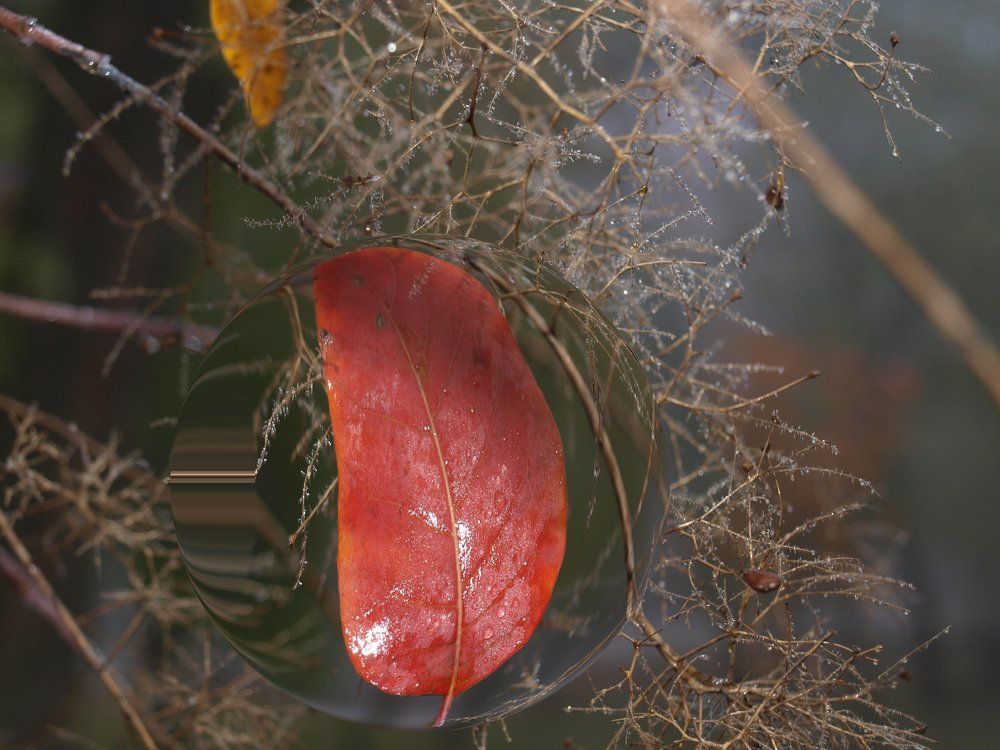 Капли туманной осени