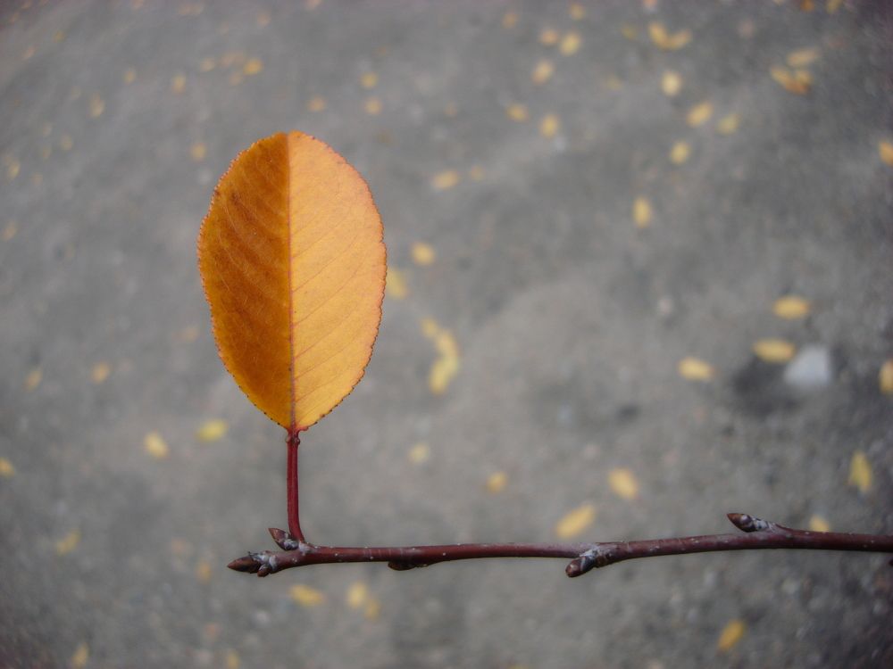 Последний солдат Осени.