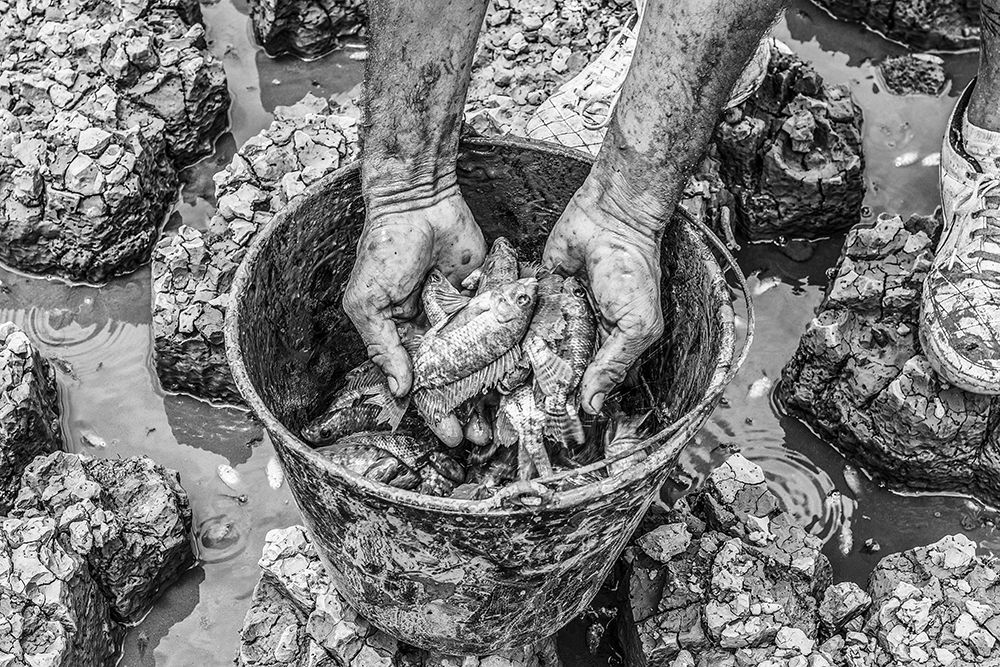 Fish from a dying pond