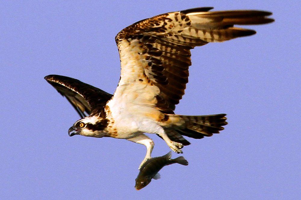 1.Osprey with catch 2.mother care of hoopo
